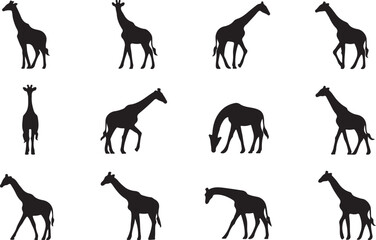Fototapeta premium Set of Giraffe Silhouettes in Different Walking and Standing Positions”