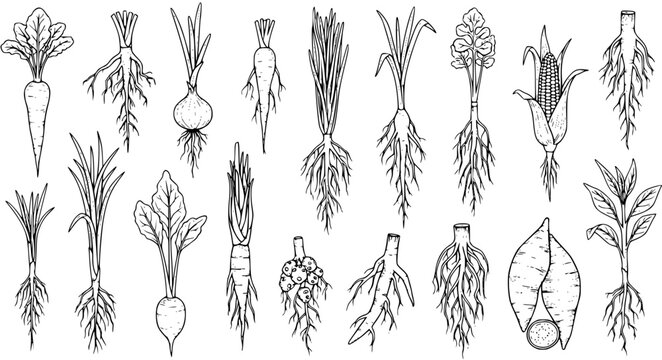 Hand-drawn botanical illustration set of various vegetables and crops, showcasing different root systems like taproots, fibrous roots, bulbs, and tubers.