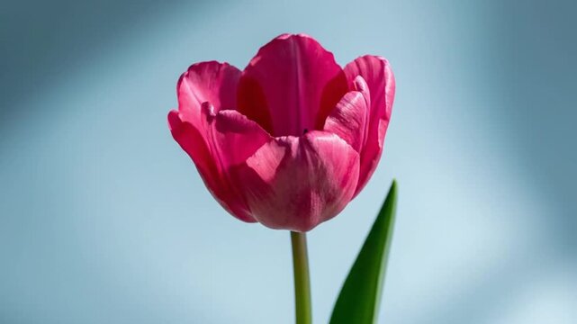 Minimal tulip with long stem on light blue background, soft lighting, modern composition