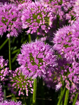 Vibrant pink ornamental onion blossoms (Allium) in full bloom with spherical flower heads. Detailed close up view of round purple umbels formed by tiny star shaped flowers in bright sunlight.