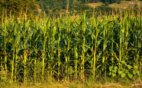 Agricultural cornfield (Zea mays) with tall green corn stalks and flowering tassels illuminated by golden late afternoon light in rural Romania.
