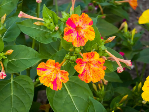 Marvel of Peru (Mirabilis jalapa) flowers with variegated yellow and pink striped petals blooming amidst fresh green foliage.