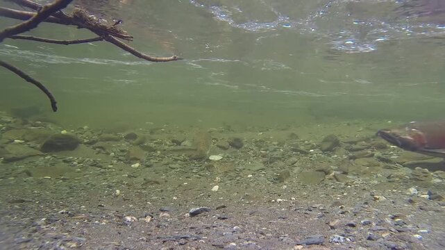 Red sockeye salmon swims through clear shallow water of a freshwater river.