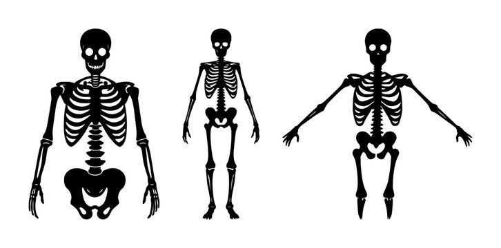 Human bone skeleton icon set with solid black line art design featuring anatomy, skeleton, medical illustration with healthcare and education