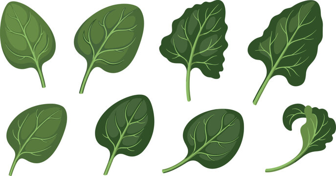 Green leafy vegetable collection with spinach and salad leaves, fresh organic food elements in detailed vector illustration set