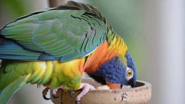 Colorful parrot eating from a wooden bowl, close-up on vibrant plumage.