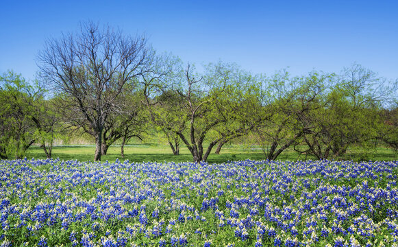 Field of Texas Bluebonnets blooming in the spring. Trees in the background and beautiful blue sky.  