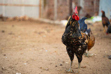 Majestic black rooster standing on rural farm ground © PIX OF WORLD AI