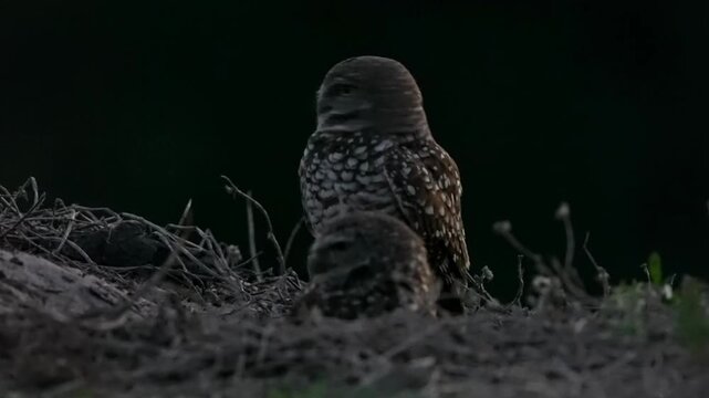 Cute couple of burrowing owls guarding in the nest alertly with clean background in the dark