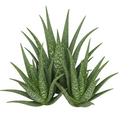 Fototapeta premium A close-up view of a green aloe vera plant with thick leaves