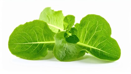 Fototapeta premium Crisp romaine lettuce leaves on a white background, perfect for salads and healthy meals.