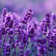 Obraz premium Lavender flower plants garden