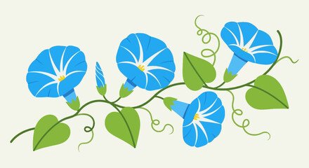 Morning Glory Flowers Blooming Vine. © ajji