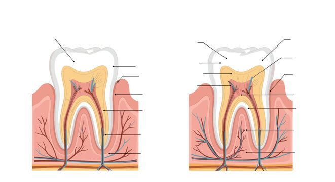 Detailed medical illustrations of human tooth anatomy displaying internal structures like enamel, dentin, pulp, and root canal systems.