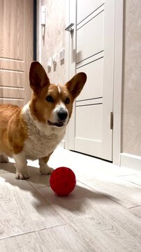 A cheerful, happy red-colored corgi plays with a ball at home. Vertical video 4k 