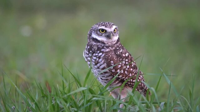 Cute burrowing owl guarding in the nest alertly with clean background