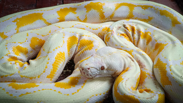 Closeup of a large albino python with white and yellow scales coiled tightly, showing distinctive reptile texture and exotic appearance.