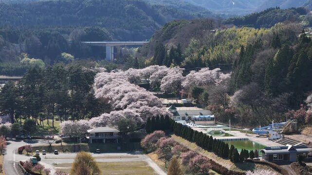 Cherry blossoms bloom over a serene valley. Soft pink petals frame quiet pathways and green hills. Bridge spans the distant river, adding depth to the view. No people are visible, preserving tranquil