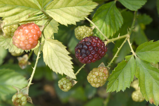 Natural food - fresh unripe blackberries in a garden. Bunch of unripe blackberry fruit, Rubus fruticosus - on branch with green leaves on a farm. Closeup, blurred background. Chakwal, Punjab, Pakistan