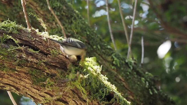樹木の幹に生えた苔をたくさん剥がして巣材を集めているシジュウカラ