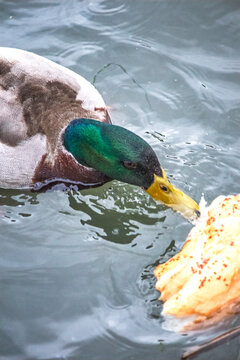 Mallard (Anas platyrhynchos) ducks are eating bread in the water. The bird or animal being fed. Top view, above. 