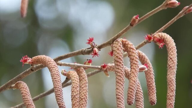 【4K】早春の深山に咲くツノハシバミ：イソギンチャクのような赤い雌花と、生命力溢れる芽吹きの風景素材　[4K] Asian Beaked Hazel (Tsuno-hashibami) in Early Spring: Unique Red Female Flowers Blooming in Deep Mountains 撮影日：20260406-1