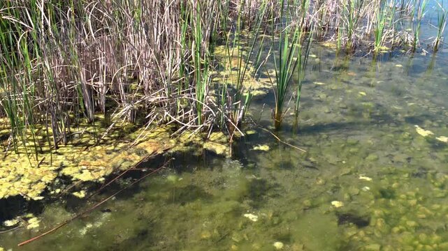Aquatic plants and algae in the lake of Parc Central, Santa Perpetua, 4k