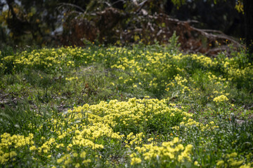 Obraz premium Oxalis des Bermudes dans un forêt d'eucalyptus au printemps