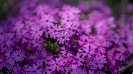 Obraz premium Spring flower carpet covers the garden ground. Spring blooming phlox creates a vibrant scene. Spring creeping phlox spreads across the landscape. Spring garden flowers glow in gentle light.