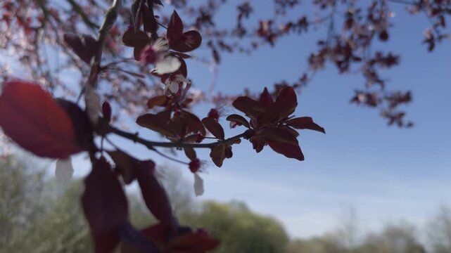 Branch Of A Cherry Plum With Dark Red Leaves And White Flowers Close Up
