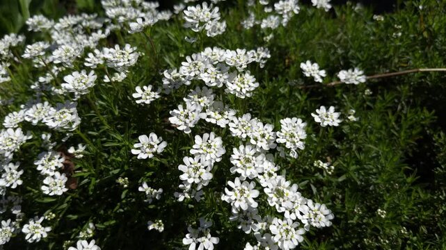 Close Up Beautiful Candytuft With White Flowers And Green Leaves In the Sun