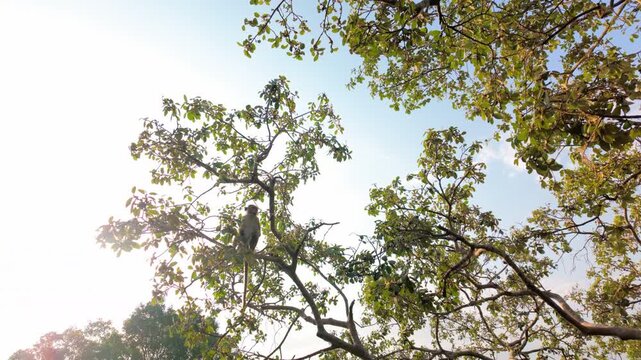 Macaque monkey eating fruit from tree branches on sunny day, showing natural foraging behavior in tropical setting