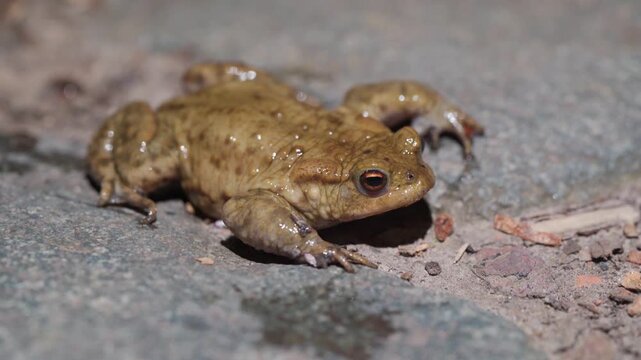 Close-up Of European Toad On Concrete Surface, With Stocky Body, Short Legs, And Warty, Bumpy Skin. macro shot