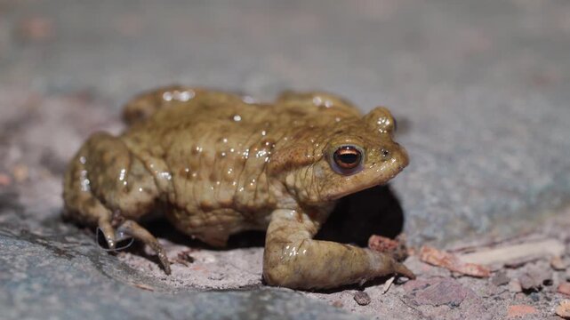 Common European Toad Resting On Asphalt Surface At Night With Moist Skin Texture And Alert Eye During Migration, Macro Close Up Shot
