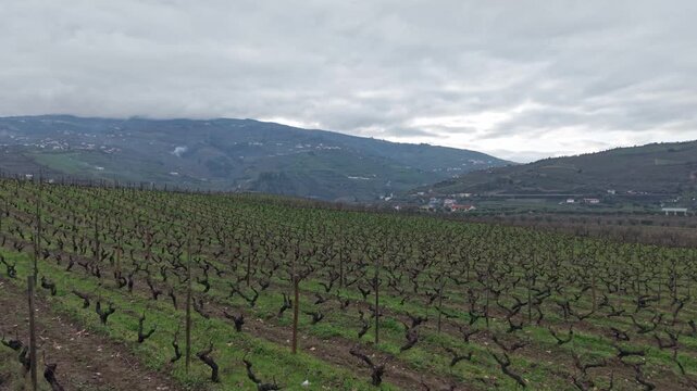 Portuguese terraced port vineyards, UNESCO landscapes of Douro Valley, indigenous grape plants, Drone shot