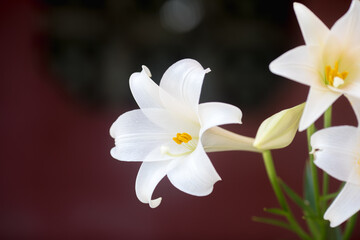 White lily (Lilium longiflorum) blooming in front of ancient architecture 
