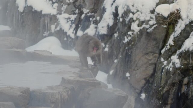 Japanese macaque walks on all fours along the edge of a hot spring before stopping to dry. Steam and snow frame this winter scene at Jigokudani Snow Monkey Park, Nagano, Japan.