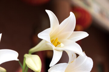 White lily (Lilium longiflorum) blooming in front of ancient architecture 