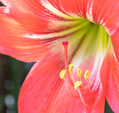 Close-up of red amaryllis (Hippeastrum) stamens 