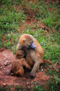 Mother baboon embracing infant in natural green habitat