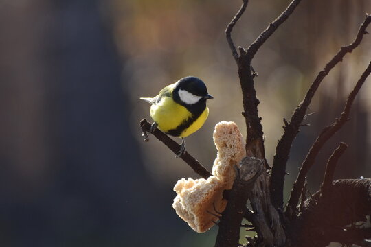 A titmouse pecks a crust of bread while sitting on a tree branch