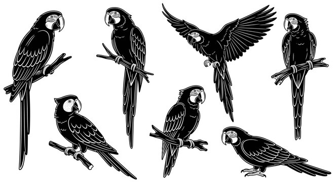 Collection of Black and White Macaw Parrot Illustrations.