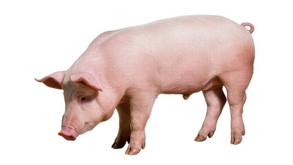 Pink domestic pig standing with curled tail and pink skin © Lukas