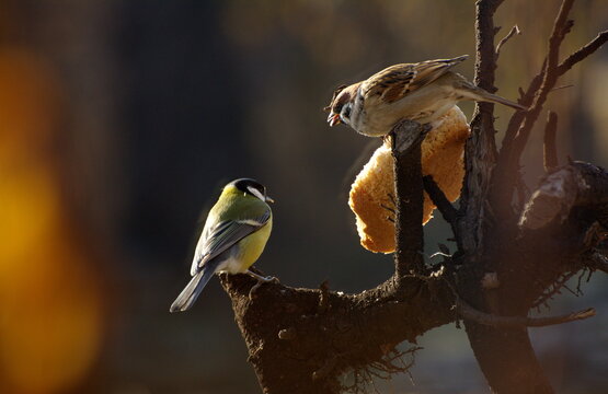 A titmouse pecks a crust of bread while sitting on a tree branch