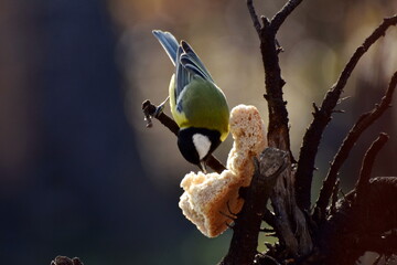 A titmouse pecks a crust of bread while sitting on a tree branch © andrys lukowski