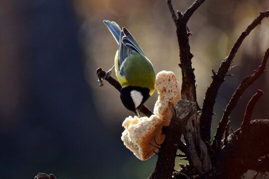 A titmouse pecks a crust of bread while sitting on a tree branch