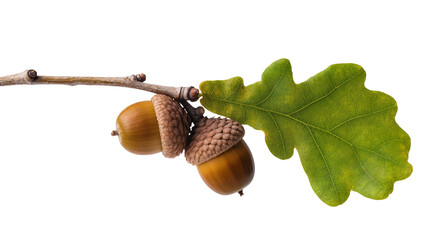 Brown acorns and green oak leaf attached to a slender branch © Lukas