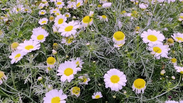 Anthemis cotula (Stinking Chamomile)