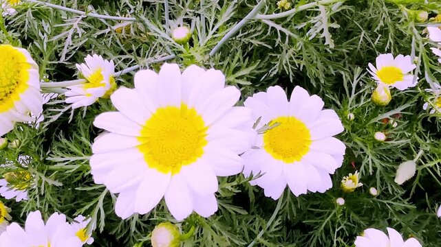 Anthemis cotula (Stinking Chamomile)