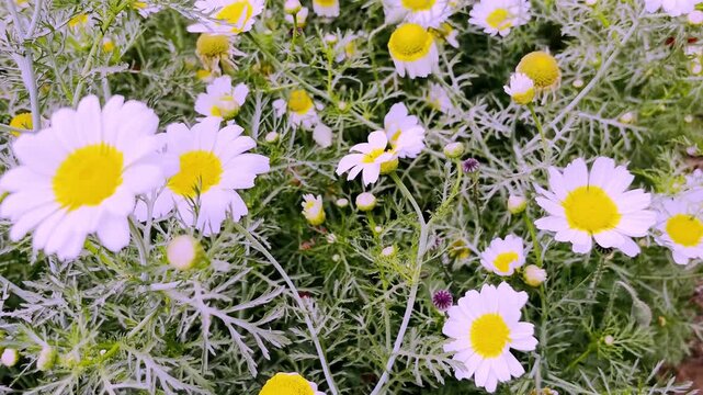 Anthemis cotula (Stinking Chamomile)